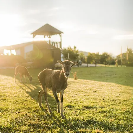Hof Koehne- Haus Am Spielplatz - Strauss Appartement *